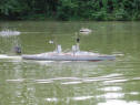 König