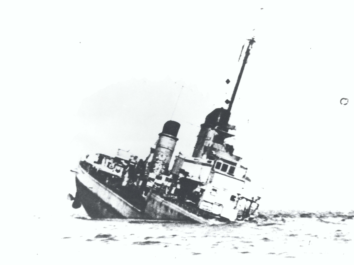 Albatross
